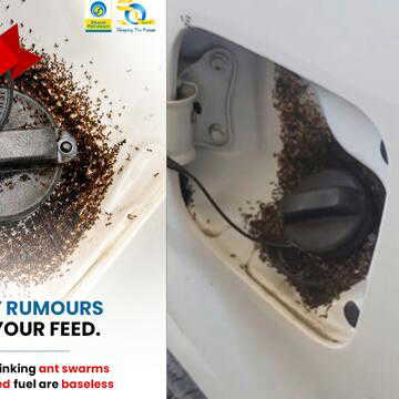 Fact check: Does E20 petrol attract ants to your vehicle?