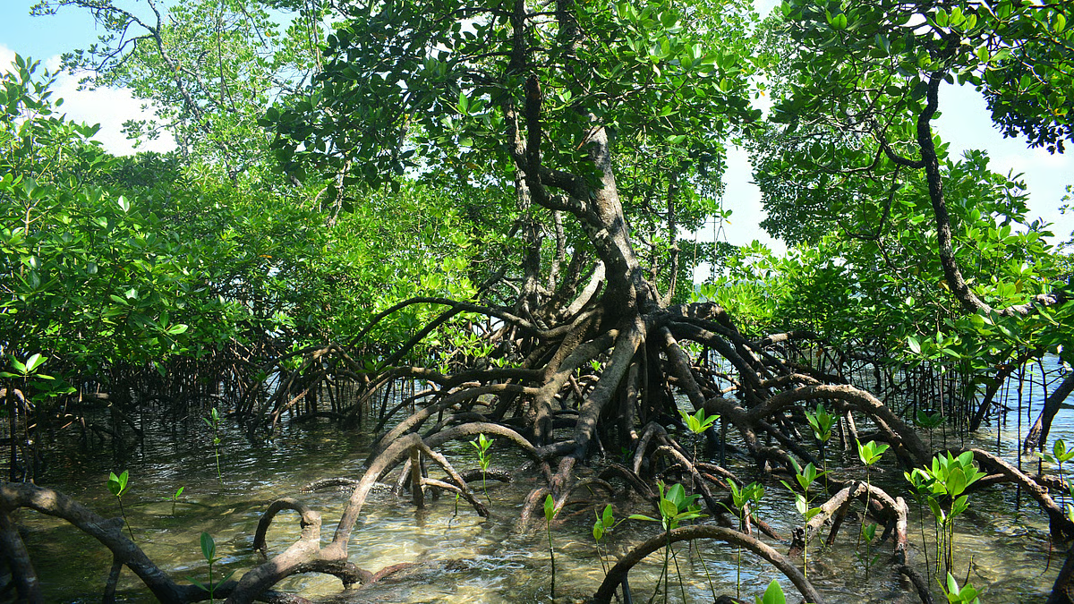 Allegations of Casuarina and Mangrove felling in Sundarbans, investigation underway