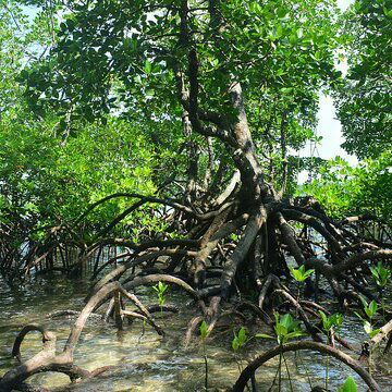 Allegations of Casuarina and Mangrove felling in Sundarbans, investigation underway