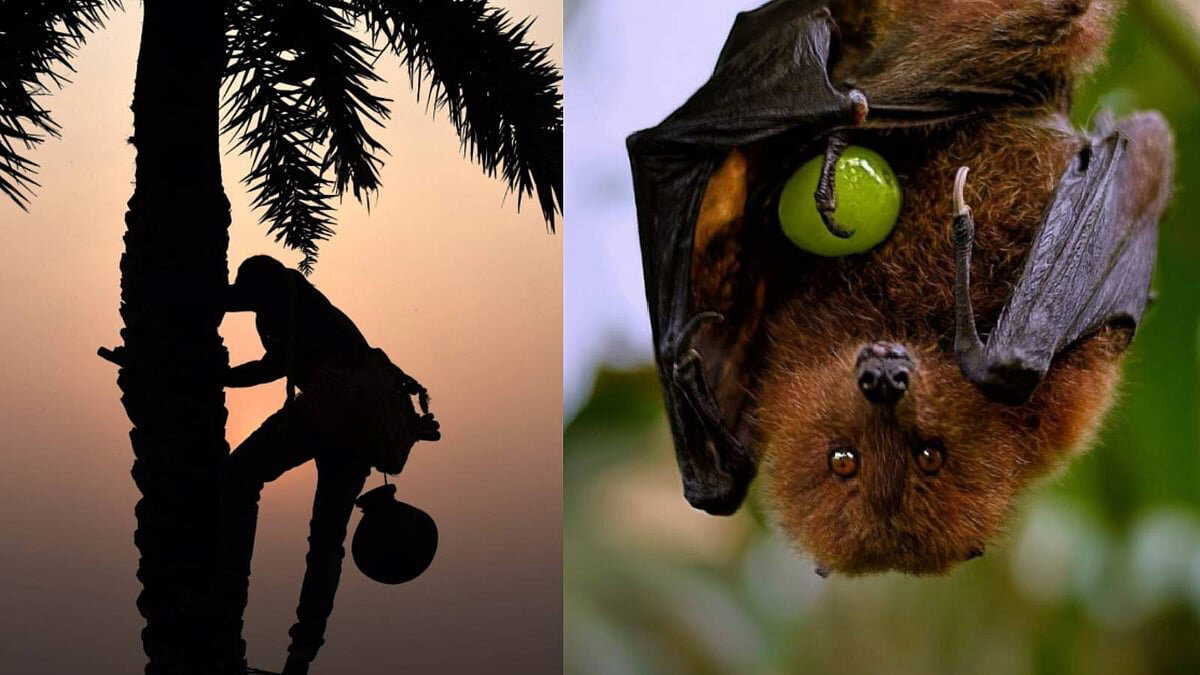 Nipah virus alert in Bengal: Health officials advise avoiding date palm juice, half-eaten fruits
