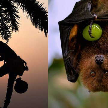 Nipah virus alert in Bengal: Health officials advise avoiding date palm juice, half-eaten fruits