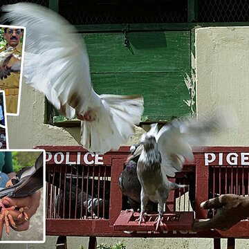 Did you know THIS Indian state preserved a pigeon post system to send letters between police stations?