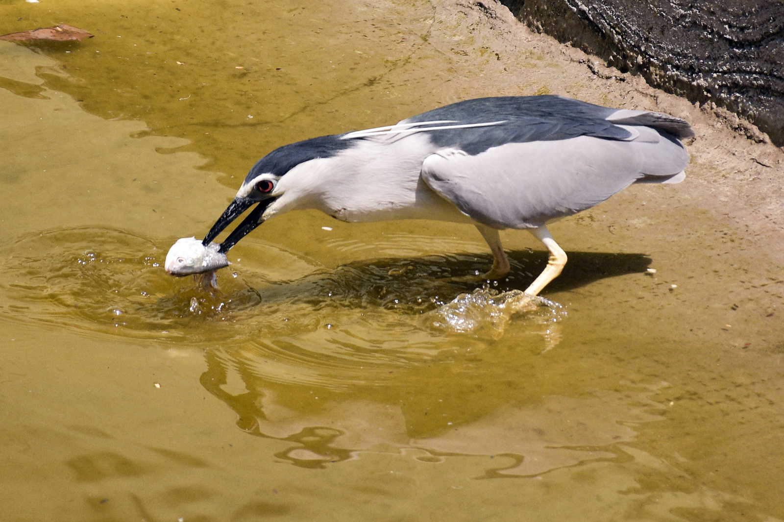 GPS-tagged seagull from Chinese institute spotted on Karnataka coast