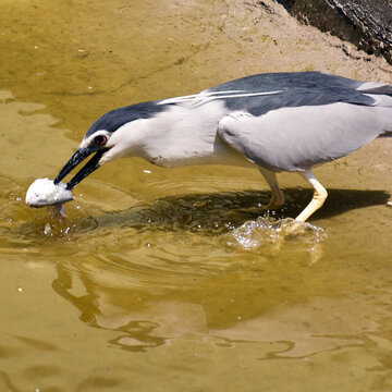 GPS-tagged seagull from Chinese institute spotted on Karnataka coast