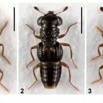 3 new species found in Arunachal forests as scientists say many more remain undiscovered