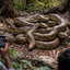 Massive python cluster spotted in Himachal—video leaves villagers stunned | WATCH