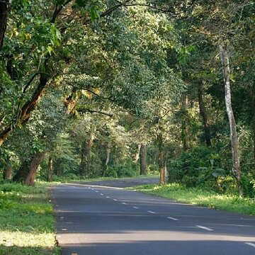 Wildlife deaths trigger night-long patrols on Lataguri Highway