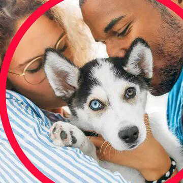 Food allergies in pets: Hidden symptoms every owner should know