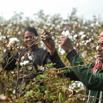 Why has the government removed cotton import duty till October? Here's what it means