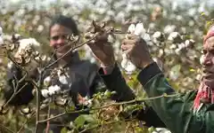 Why has the government removed cotton import duty till October? Here's what it means