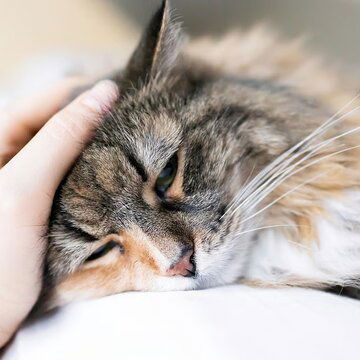 Seasonal weather changes can make pets sick; Here is how should you take care of them