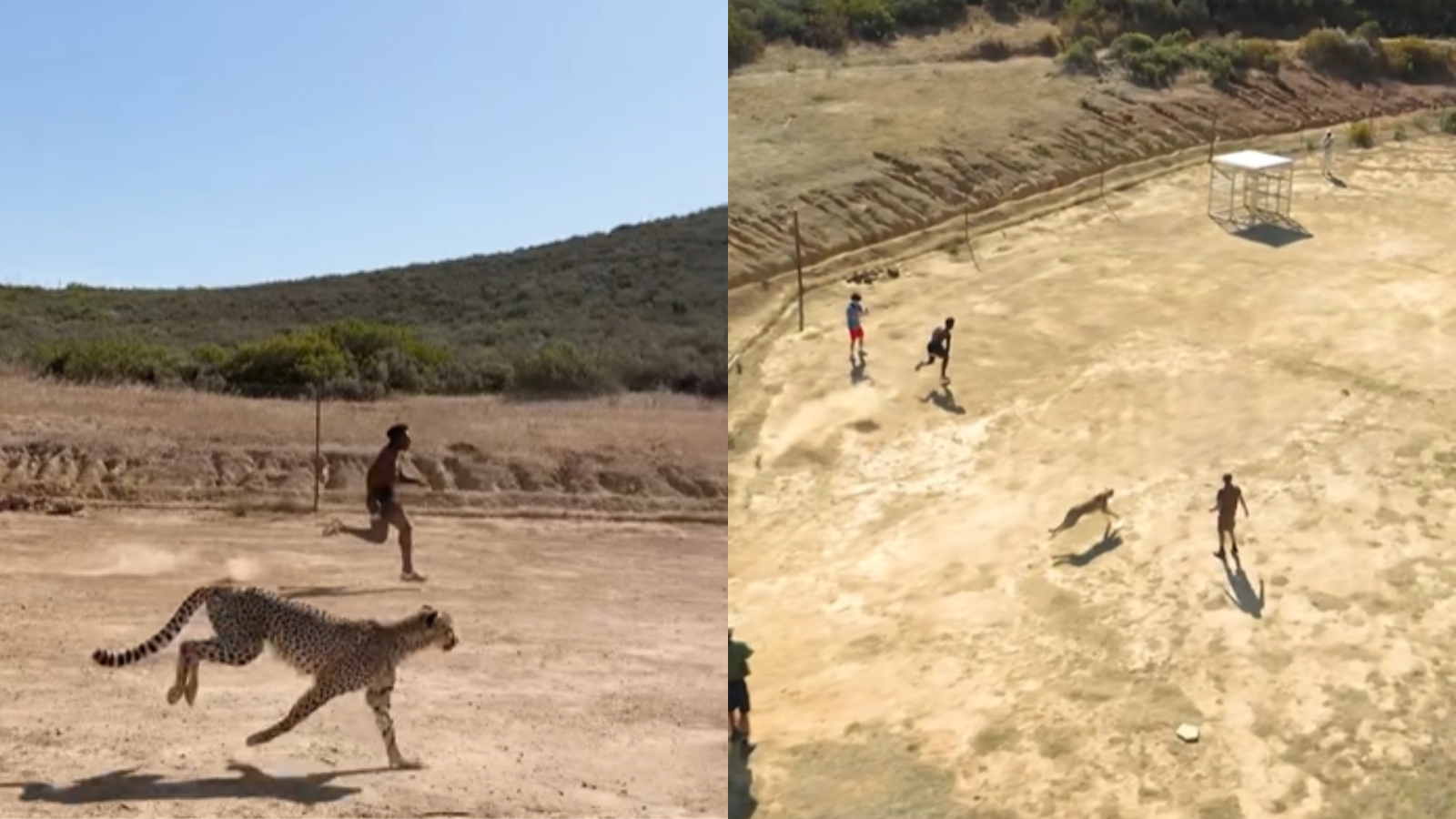 ‘No way it scratched you’: IShowSpeed’s cheetah race video leaves internet stunned | WATCH