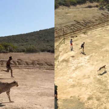 ‘No way it scratched you’: IShowSpeed’s cheetah race video leaves internet stunned | WATCH