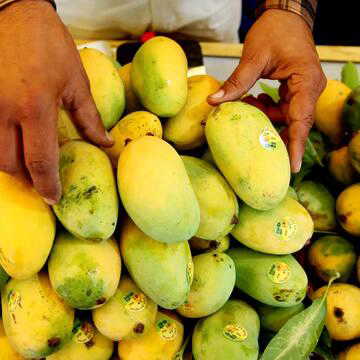 Has Nepal banned Indian mangoes? Government issues clarification on viral claims
