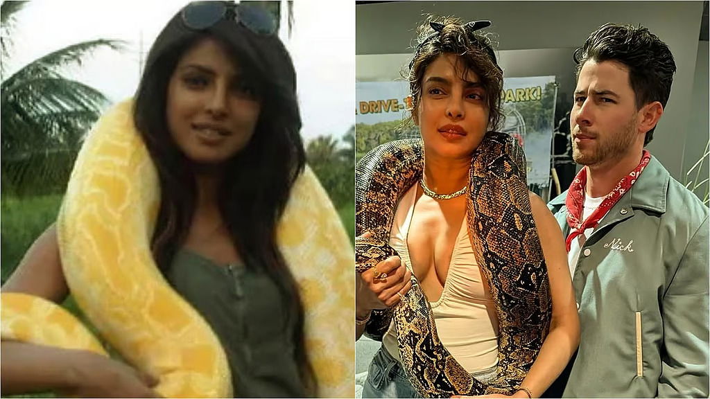 Priyanka drapes danger in style: Nick freezes as real snake becomes her new ‘neckpiece’
