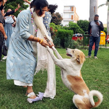 National Dog Day 2025: Date, significance, how to celebrate, a complete guide