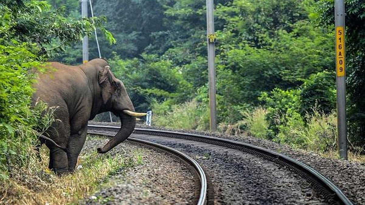 Rajdhani Express collides with elephant herd causing fatal death in Assam, rescued calf succumbs to injuries