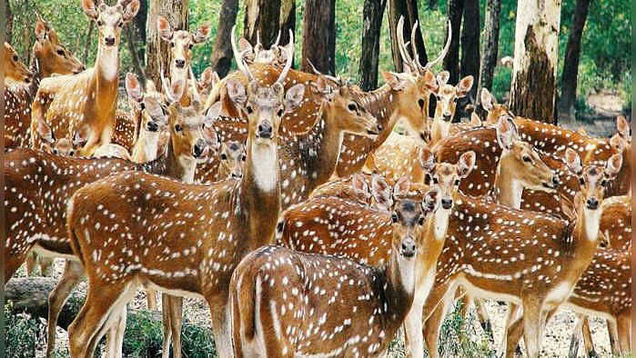 Tourists visiting Maithon will no longer be able to see deer