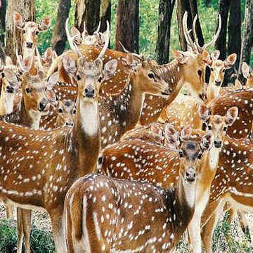 Tourists visiting Maithon will no longer be able to see deer
