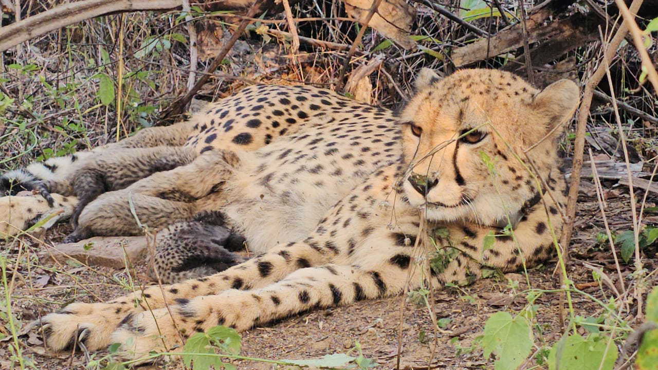 Mookhi, the orphaned cheetah who defied fate, gives birth to five cubs in Kuno, Madhya Pradesh