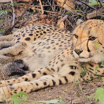 Mookhi, the orphaned cheetah who defied fate, gives birth to five cubs in Kuno, Madhya Pradesh