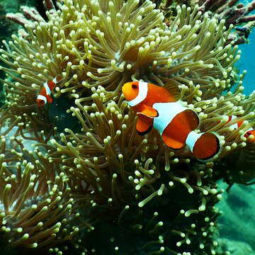 India sets up NCRRI in Andaman to save threatened coral reefs