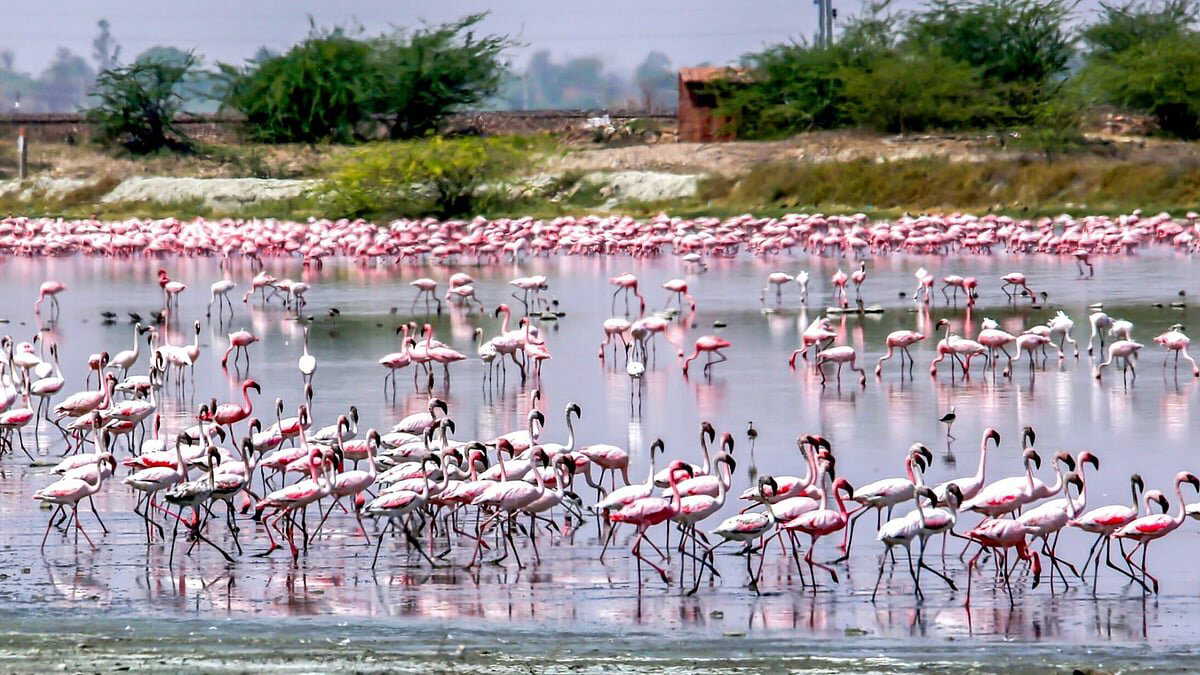 Rajasthan's Sambhar Lake turns pink following arrival of record number of flamingos. Have you seen the pictures?