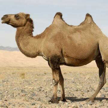 How salt helps camels survive extreme desert conditions ?