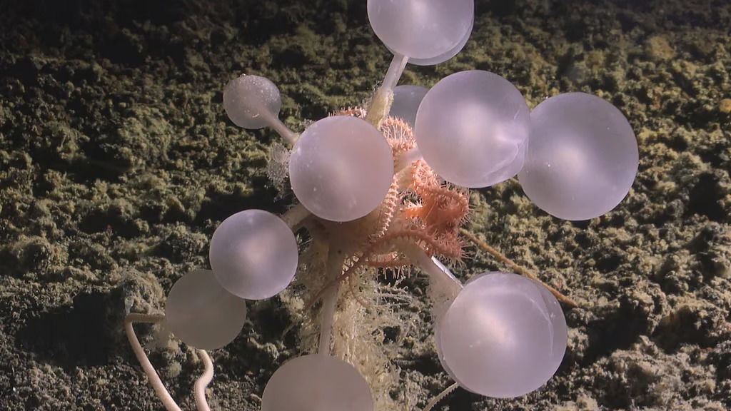 Scientists discover 30 new marine species in Antarctic Ocean, including bizarre ‘death-ball’ sponge