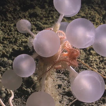 Scientists discover 30 new marine species in Antarctic Ocean, including bizarre ‘death-ball’ sponge