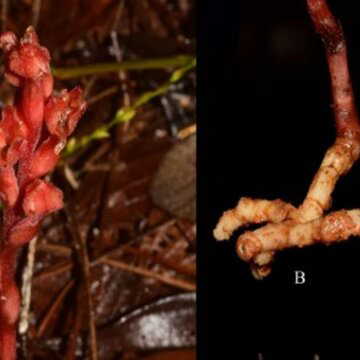 Rare ‘ghost orchid’ found again in Meghalaya after 175 years, sparks conservation concern
