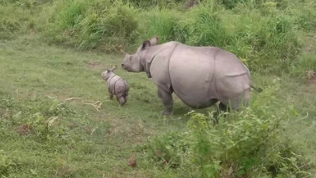 Rhinoceros lurks near Durga Puja pandal, forest department on high alert