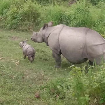 Rhinoceros lurks near Durga Puja pandal, forest department on high alert