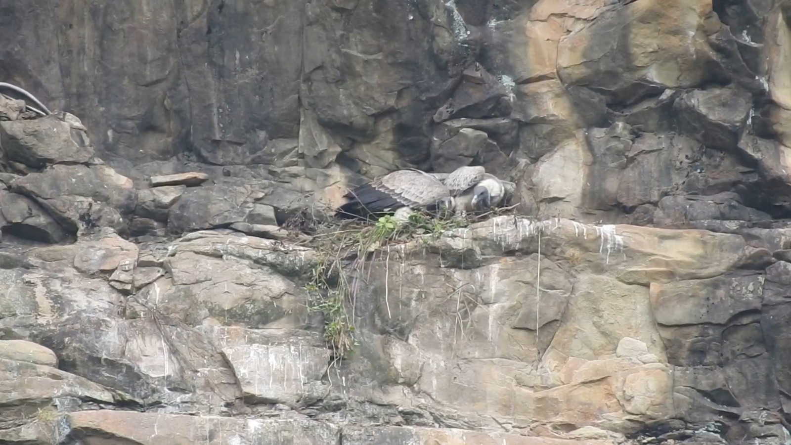 Kaziranga welcomes 35 critically endangered vultures back to the wild