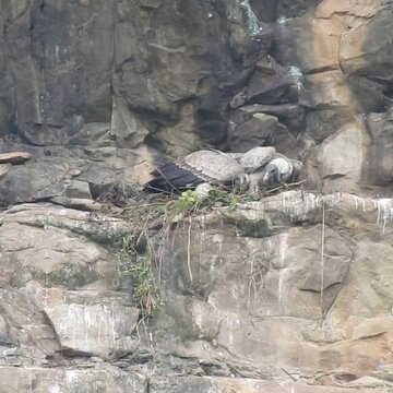 Kaziranga welcomes 35 critically endangered vultures back to the wild