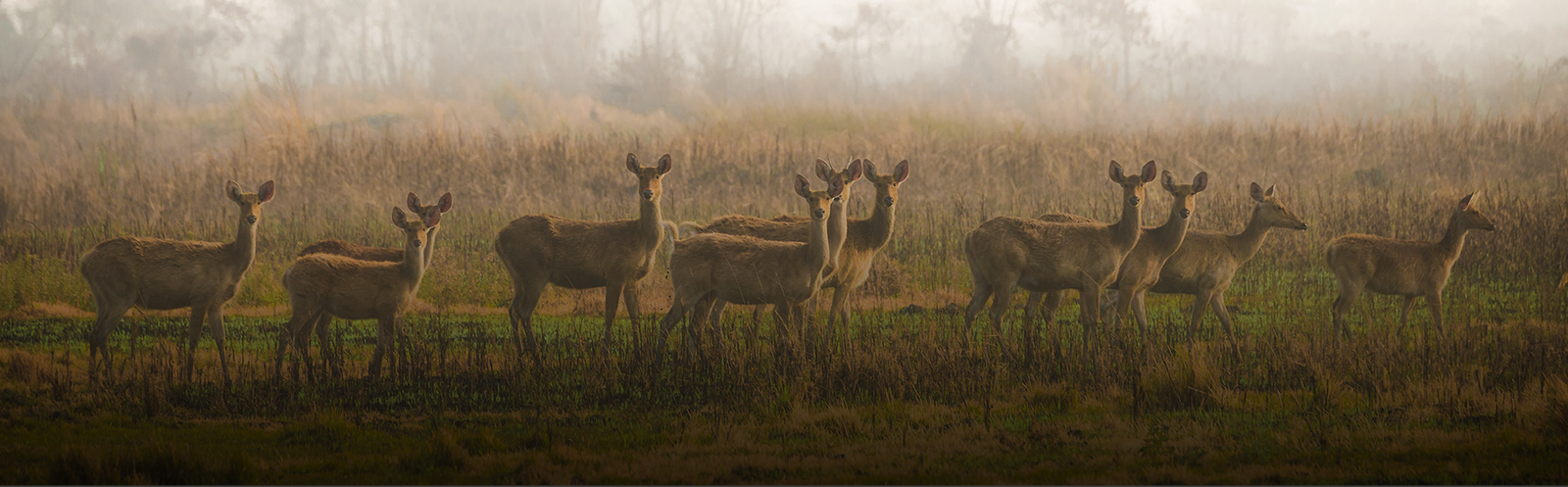 Assam clears over 6 thousand bighas of encroached land from Burhachapori Wildlife Sanctuary