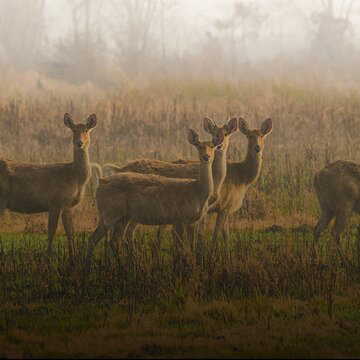 Assam clears over 6 thousand bighas of encroached land from Burhachapori Wildlife Sanctuary