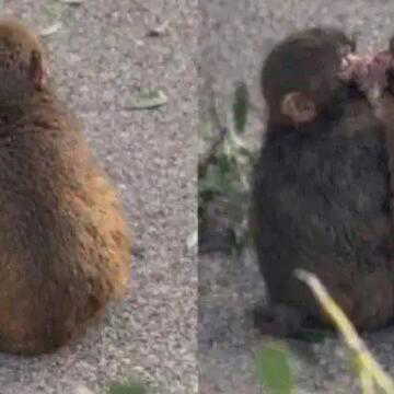 Viral monkey Punch-kun’s sweet bond with ‘girlfriend’ melts hearts | WATCH