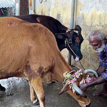 No vet certificate, no slaughter: West Bengal rolls out tough new cattle rules
