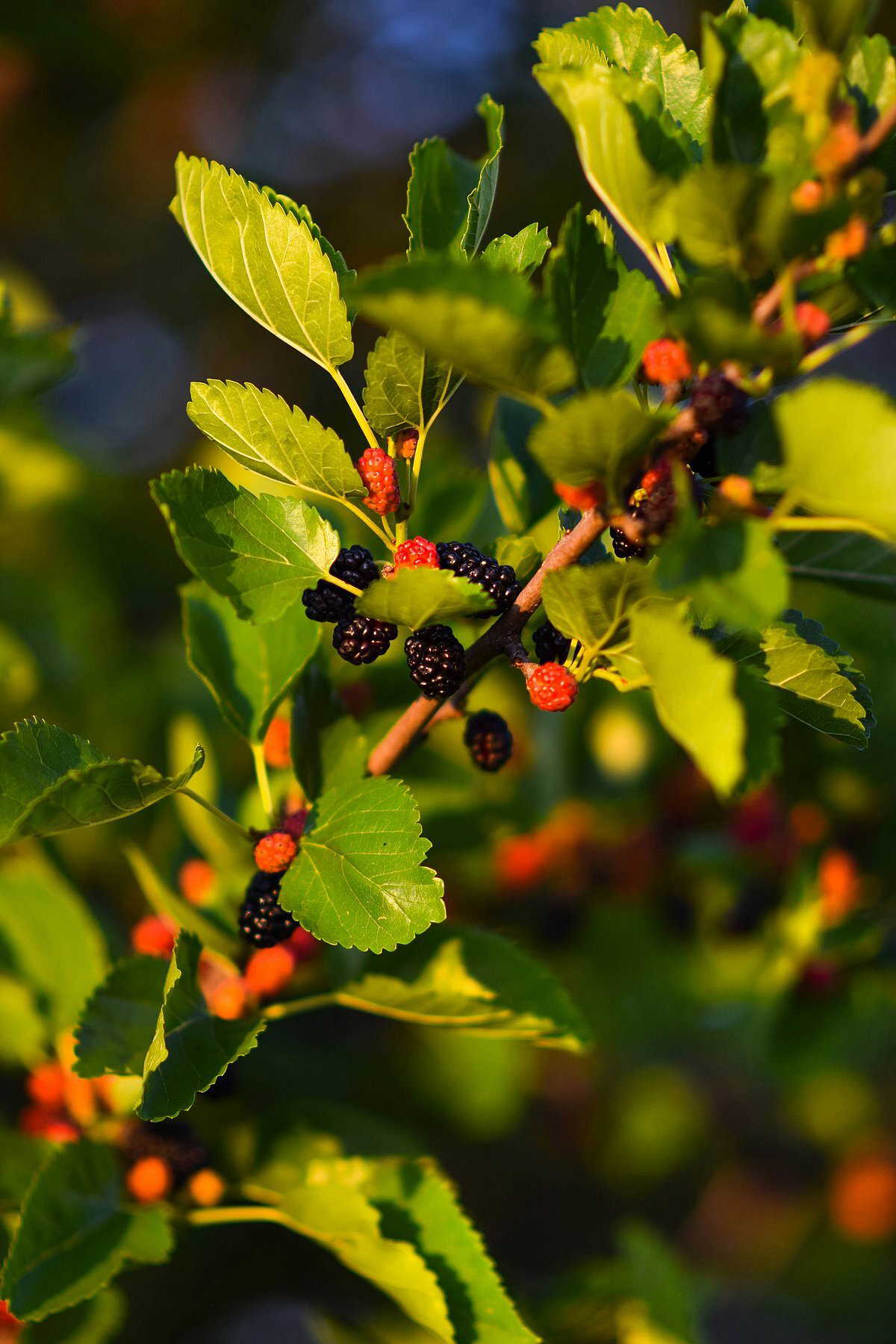 Why you should include mulberries in your daily diet: Nutrition, immunity, and more