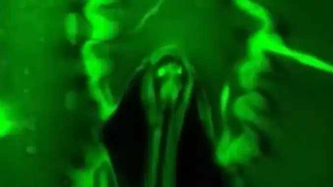 Ever wondered how plants breathe? Scientists now have video proof