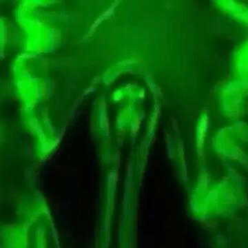 Ever wondered how plants breathe? Scientists now have video proof