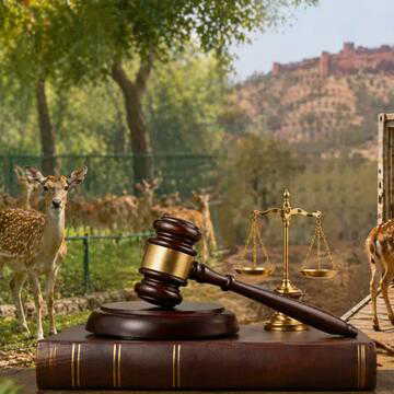 Delhi deer park to shrink—why are animals being moved out?