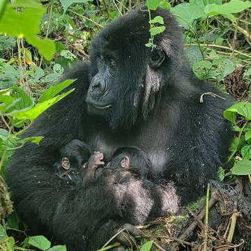 Twin mountain gorillas born in Virunga National Park, rare event sparks joy across Congo