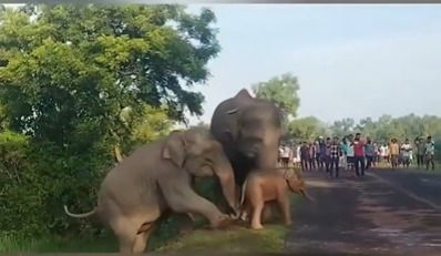 Viral video shows mother elephant’s tender act to free her stranded baby | Watch