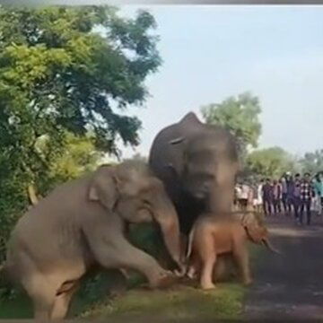 Viral video shows mother elephant’s tender act to free her stranded baby | Watch
