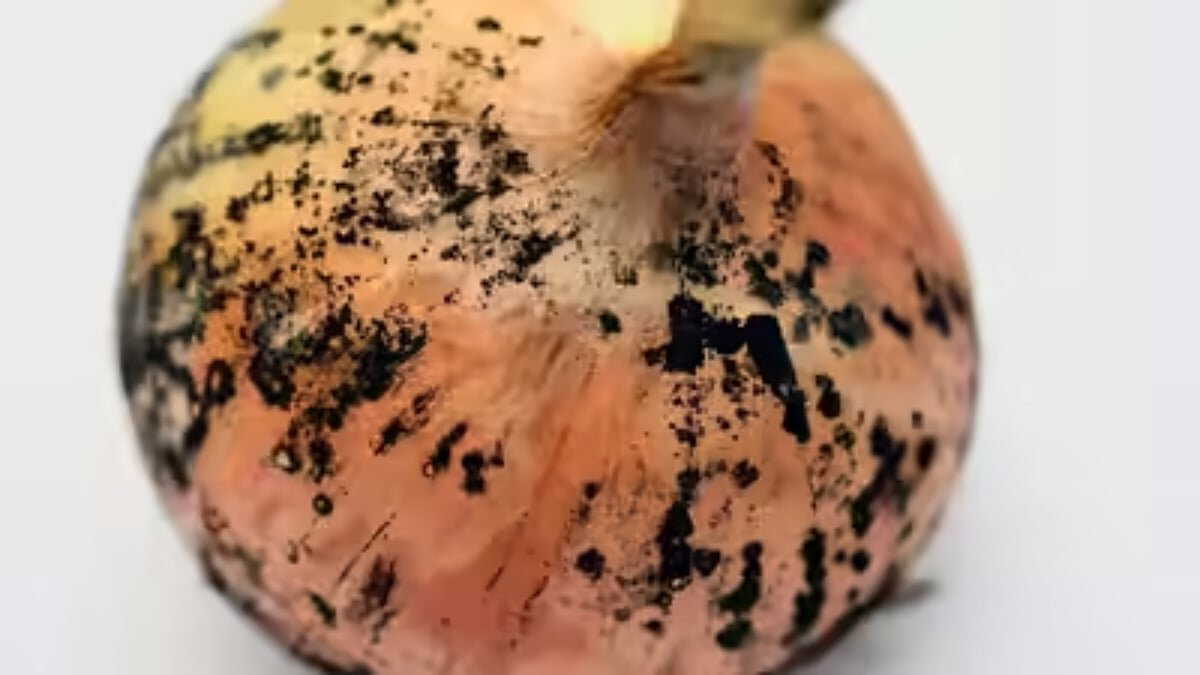 Black spots on onion skin: Is it safe to eat them?