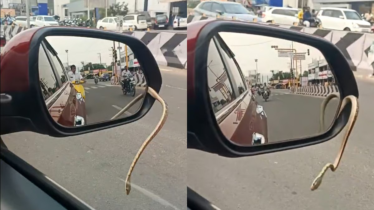 Snake crawls out of running car's mirror on busy Tamil Nadu road | WATCH