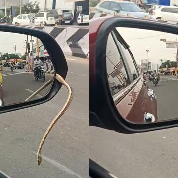 Snake crawls out of running car's mirror on busy Tamil Nadu road | WATCH