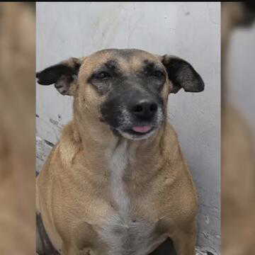 Delhi Airport responds to concerns over missing stray dogs Dholu and Kaddu